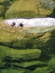 Actinemys marmorata marmorata