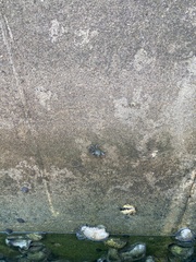 Pachygrapsus crassipes