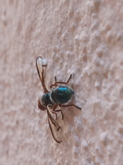 Senopterina caerulescens