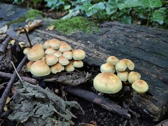 Hypholoma fasciculare