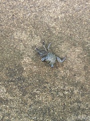 Pachygrapsus crassipes