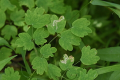 Thalictrum occidentale