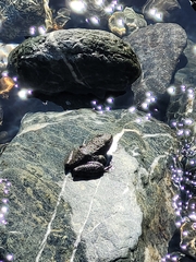 Rana boylii