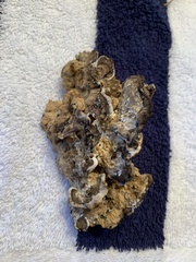 Hydnellum peckii