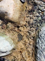 Rana boylii