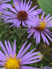 Symphyotrichum oblongifolium