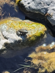 Rana boylii