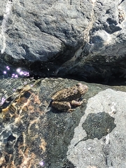Rana boylii