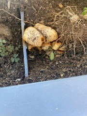 Gymnopilus ventricosus