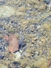 Rana boylii