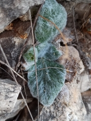 Salvia aethiopis