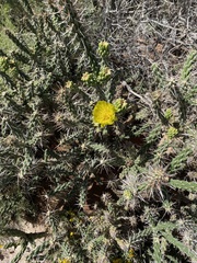 Cylindropuntia whipplei