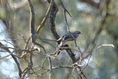 Acanthagenys rufogularis