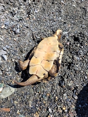 Actinemys marmorata marmorata