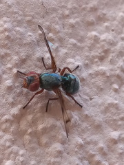 Senopterina caerulescens