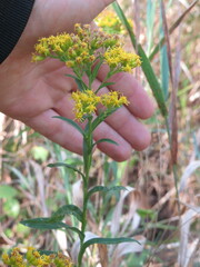 Solidago riddellii