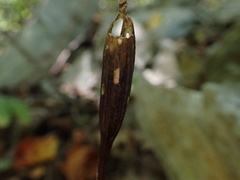 Isotria verticillata
