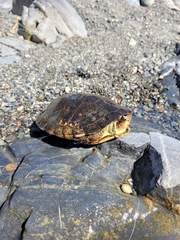 Actinemys marmorata marmorata