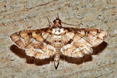 Hileithia magualis