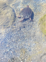 Actinemys marmorata marmorata