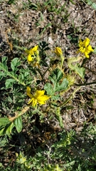 Solanum rostratum
