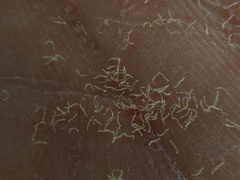 Isotria verticillata