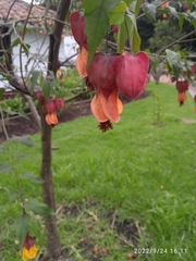 Callianthe megapotamica