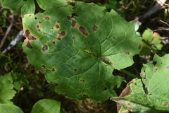 Arnica cordifolia