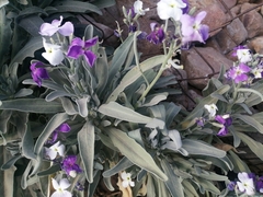 Matthiola