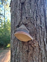 Phellinus igniarius