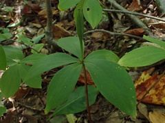 Isotria verticillata