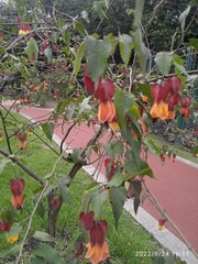 Callianthe megapotamica