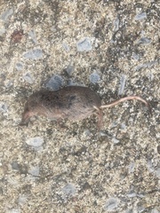 Sorex cinereus
