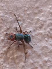 Senopterina caerulescens