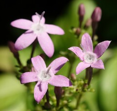 Pentas lanceolata