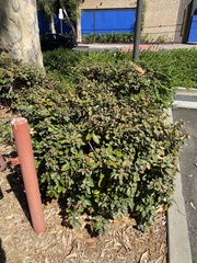 Elaeagnus