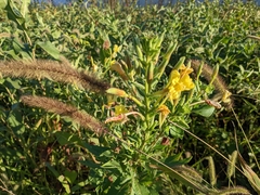 Oenothera rubricaulis
