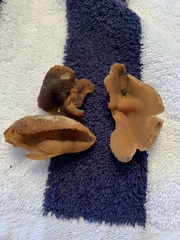 Pezizaceae