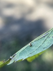 Celticecis spiniformis