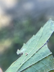 Celticecis spiniformis