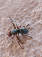 Senopterina caerulescens