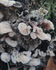 Merulius tremellosus