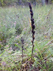 Orobanchaceae