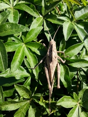 Xyleus discoideus