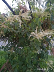 Ledenbergia peruviana