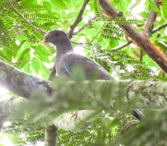 Patagioenas flavirostris