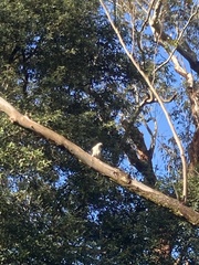 Columba leucomela