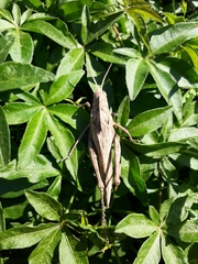 Xyleus discoideus