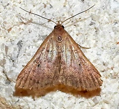 Bleptina caradrinalis