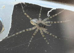 Pardosa mercurialis